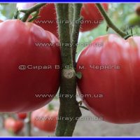 Болгарська хала - Зображення 2