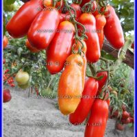 Черевички