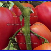 Диво Землі - Зображення 2