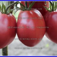 Косентіно сів Клауді (Італія) - Зображення 2