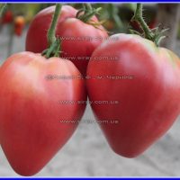 Єрусалимське бичаче серце - Зображення 2
