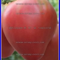 Єрусалимське бичаче серце