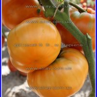 Жовтий гігант Клода Брауна