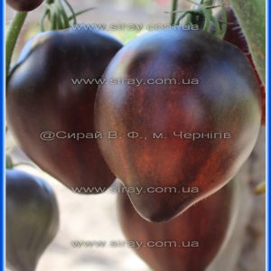 Аметистове серце