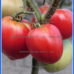 Аморе Роз (Болгарія)