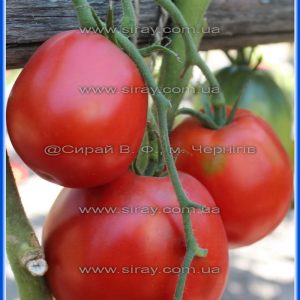 Бізиньяно паста (Італія)