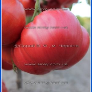 Великий Зак рожевий