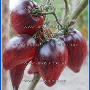 Вогняна комета Софії