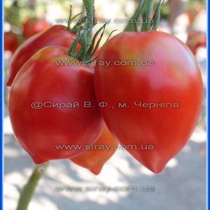 Дачні засіки