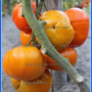 Джамбо Джим помаранчевий