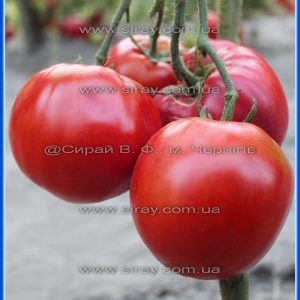 Ейсмос Колі (США)