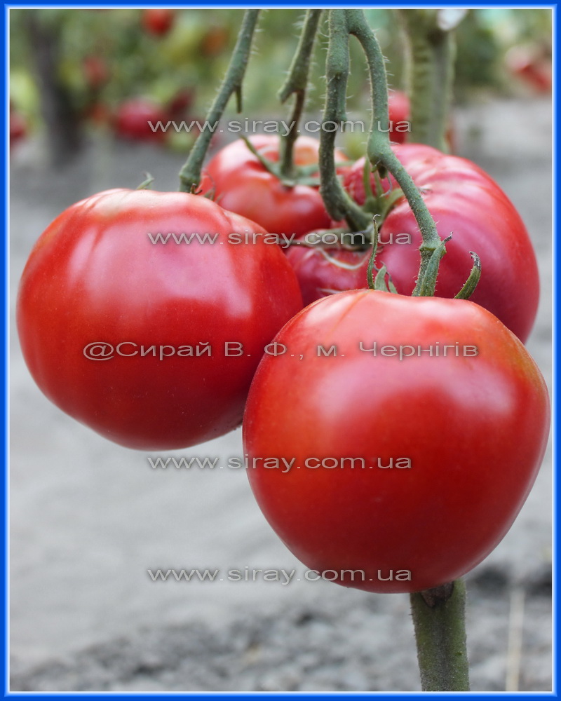 Ейсмос Колі (США)