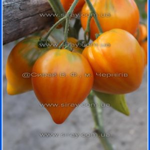 Єсікський кристал (Казахстан)