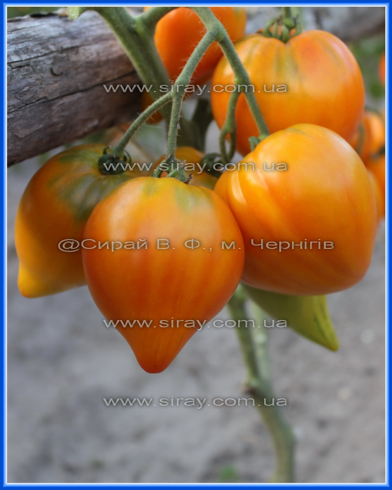 Єсікський кристал (Казахстан)