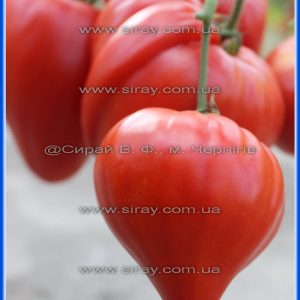 Заілійський Алатау червоний (Казахстан)