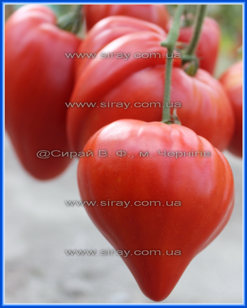 Заілійський Алатау червоний (Казахстан)