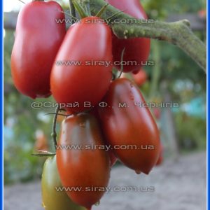 Кавказька ліана