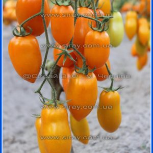 Казкове золото