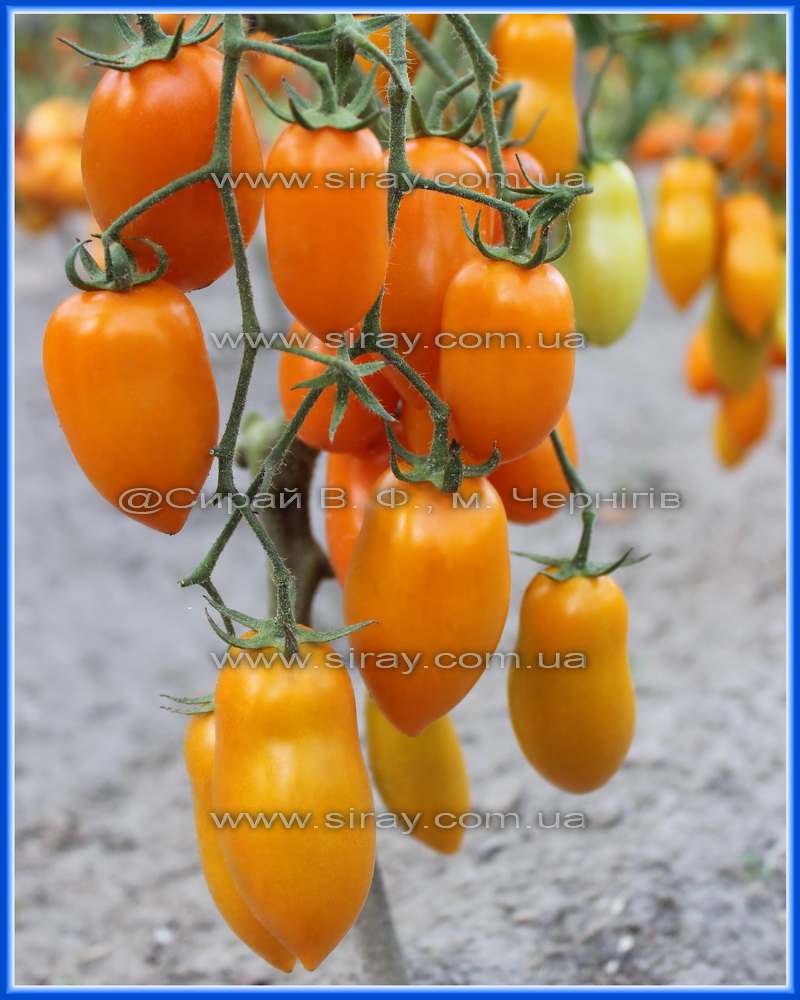 Казкове золото