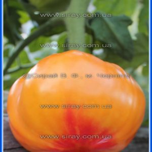 Казковий фрукт (Германія)