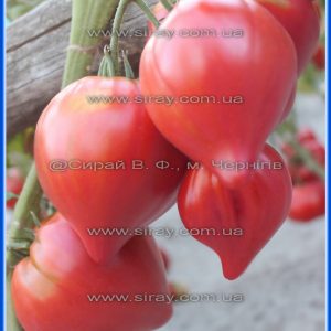 Кизил тау (Казахстан)