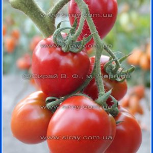 Кримська піпочка