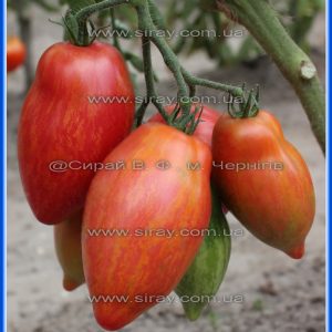 Леді Мадонна