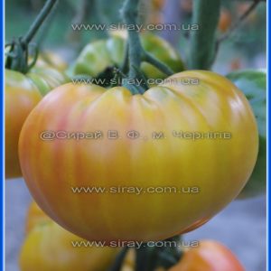 Медовий гігант (США)