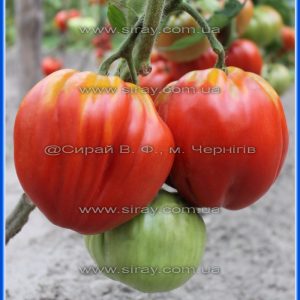 Німецьке бичаче серце Гомера