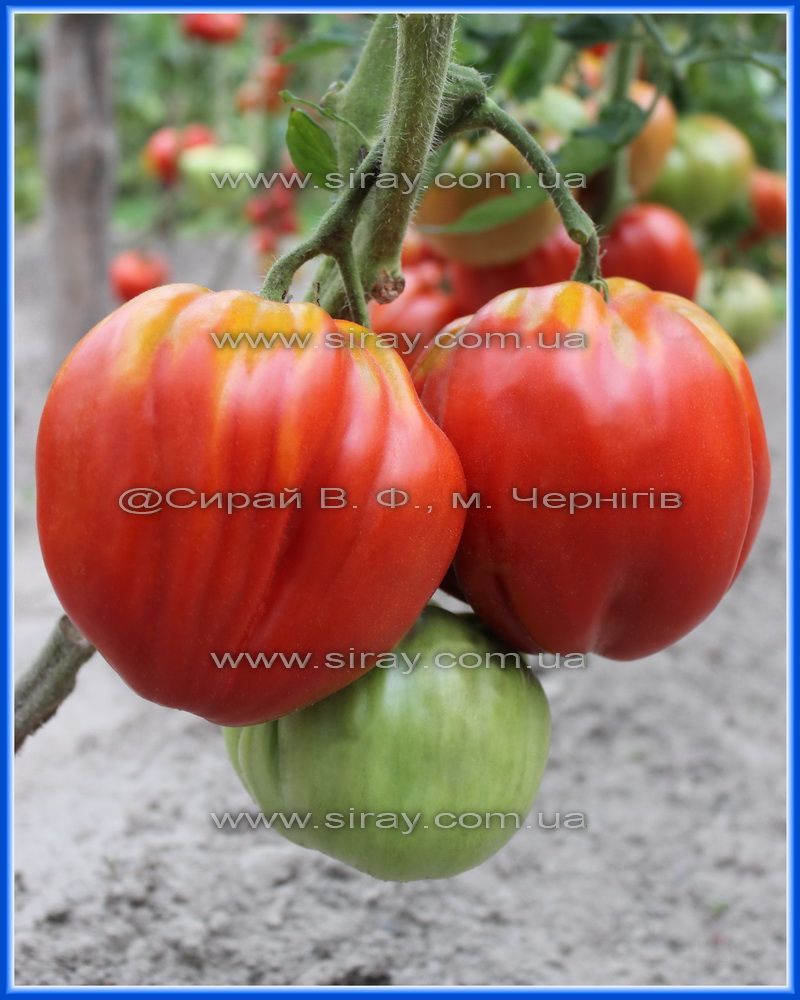 Німецьке бичаче серце Гомера