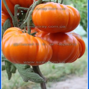 Помаранчеве морозиво