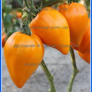 Помаранчеве серце від Анжеліни