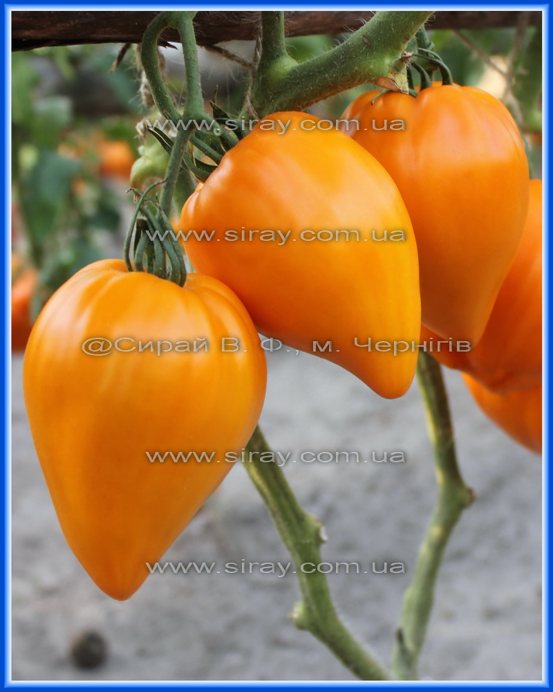 Помаранчеве серце від Анжеліни