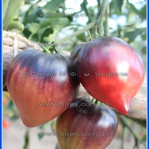 Пурпурно-рожеве серце (Болгарія)