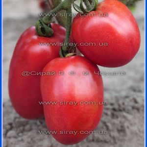 Рожевий дельфін