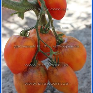 Сержант Пеппер біколор