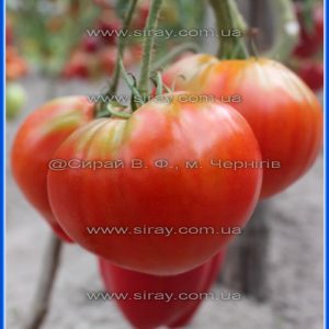 Серце Бельмонте (Італія)