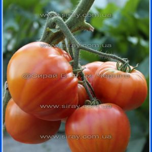 Серце Вірджинії