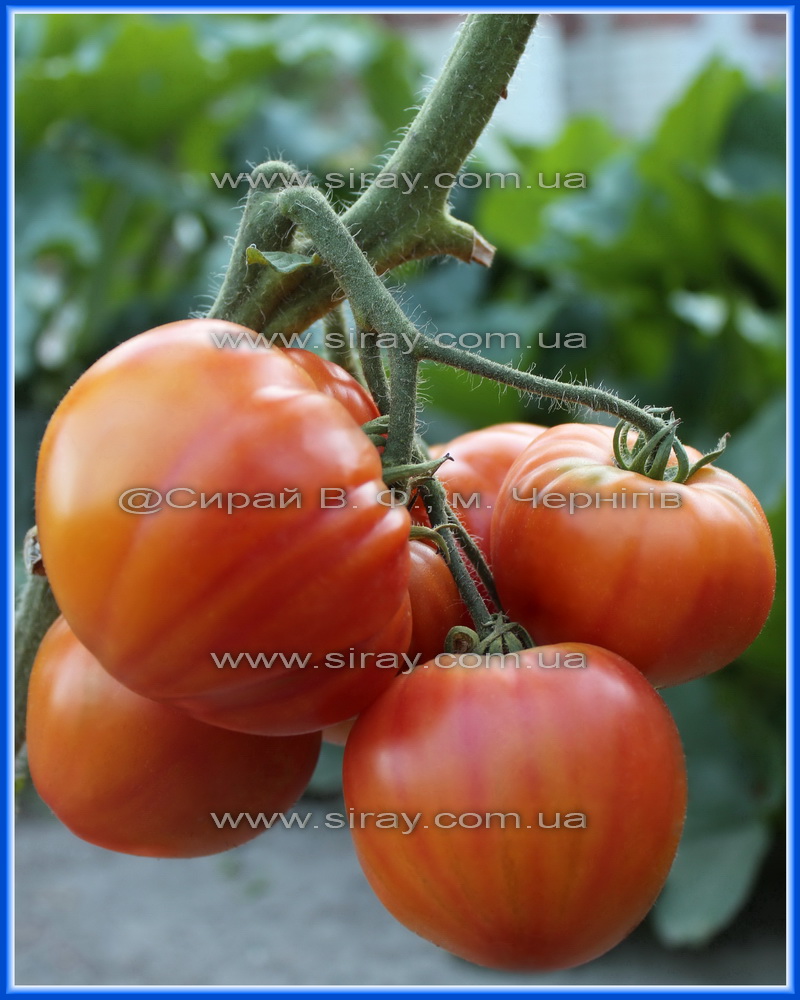 Серце Вірджинії