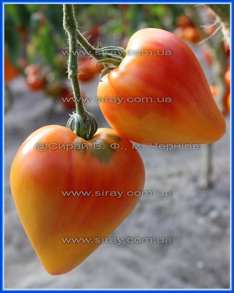 Серце Дездемони