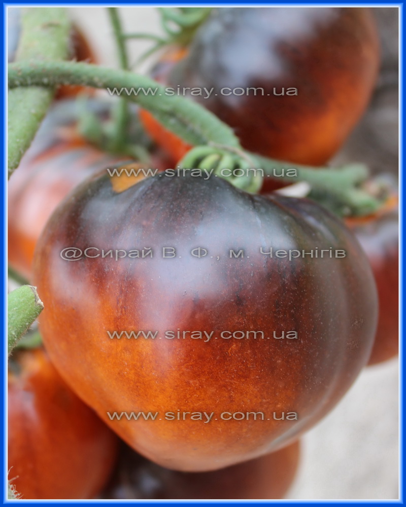 Серце України