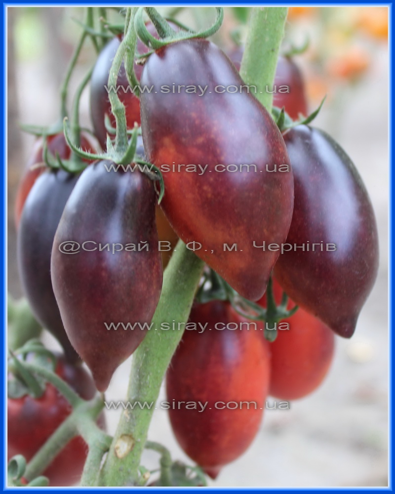 Сливка гурман