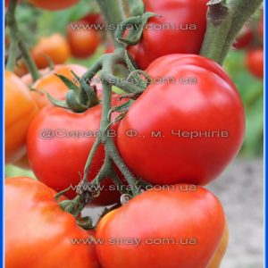 Табріс (Туреччина)