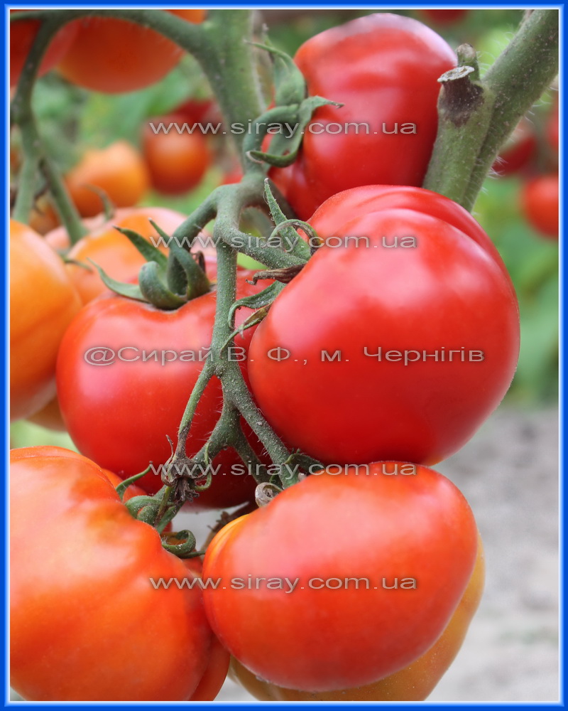 Табріс (Туреччина)