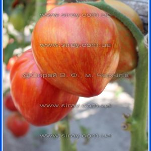 Хоробре серце України