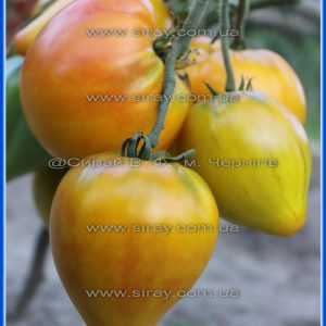 Ізолнер біколор