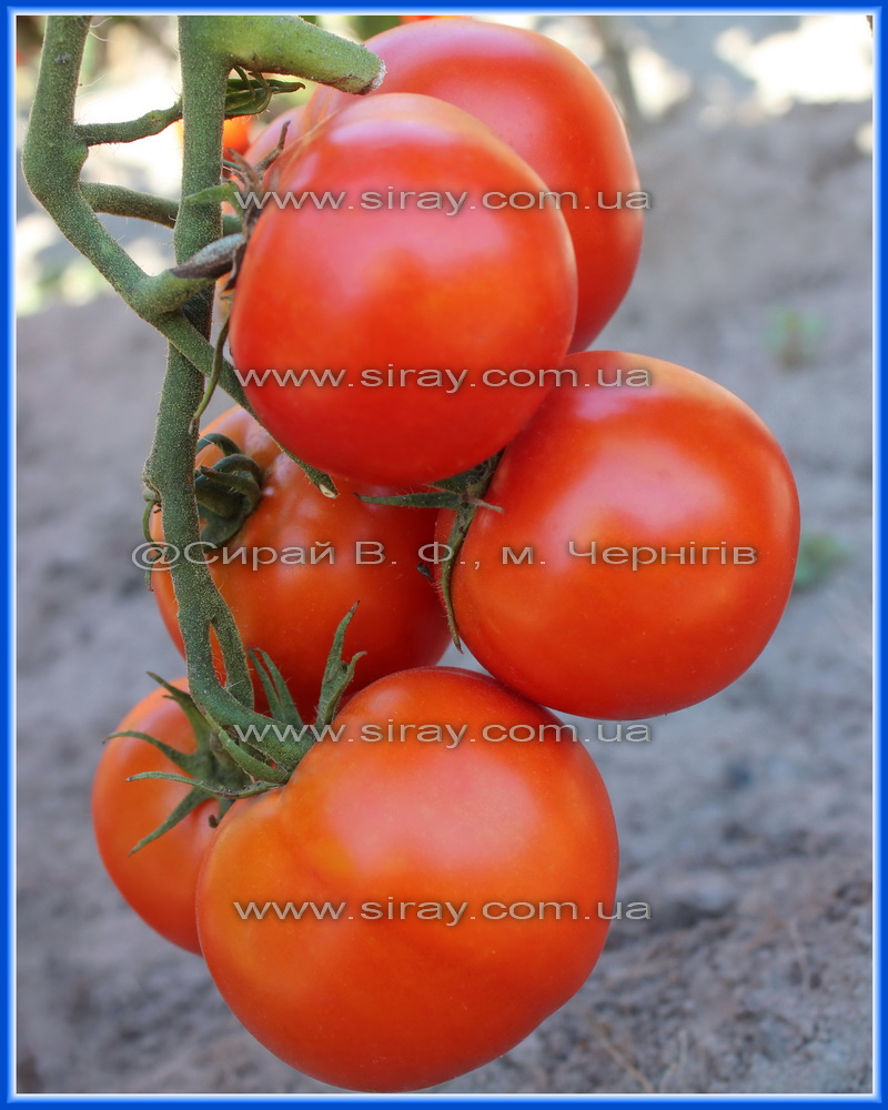 Ільдан (Туреччина)