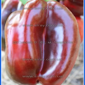 Червоний квадрат