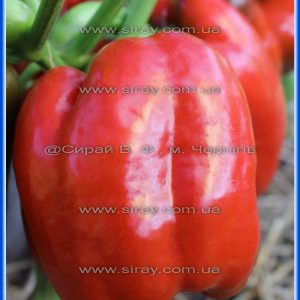 Гранатова Турецька долма (Турція)