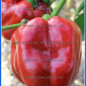 Громадіна Юньнань (Китай)